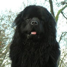 The same dog photograph whose 196 patches must support one image prediction
