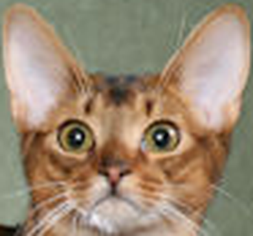 Real Oxford-IIIT Pet image of a cat