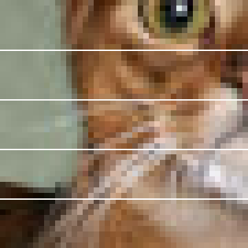 Real pet-photo crop divided into five horizontal bands